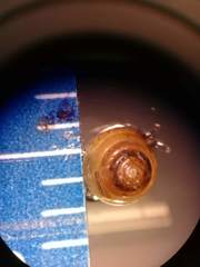 Euconulus fulvus