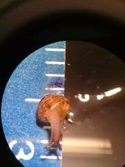 Euconulus fulvus
