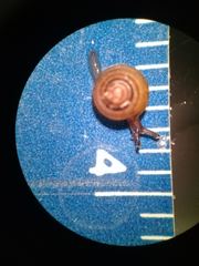 Euconulus fulvus