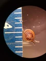 Euconulus fulvus