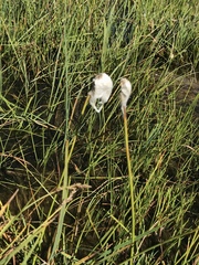 Eriophorum scheuchzeri