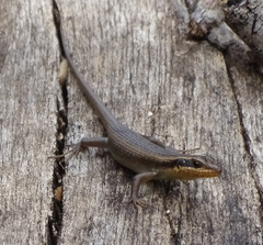 Trachylepis wahlbergii
