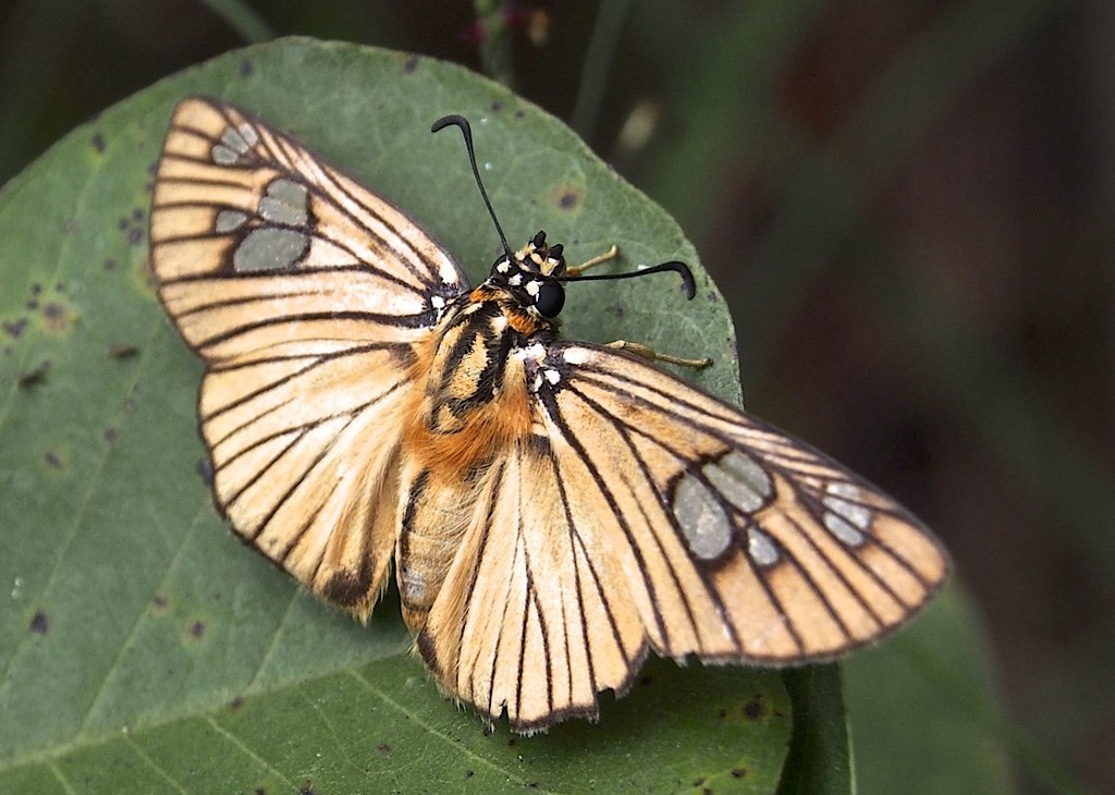 Paradise Skippers