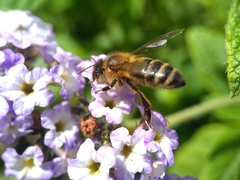 Apis mellifera