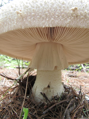 Plateful of Pyramids Lepidella