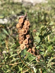 Hedysarum hedysaroides