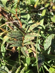 Hedysarum hedysaroides