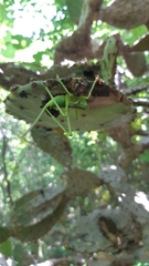 Neobarrettia sinaloae
