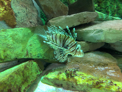 Pterois