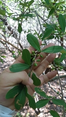 Erythroxylum havanense