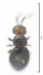 Lagynodes gastroleius