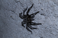 Grammostola