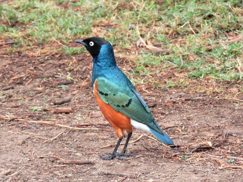 Superb Starling (Lamprotornis superbus), photo 9