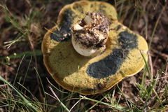 Caloboletus radicans