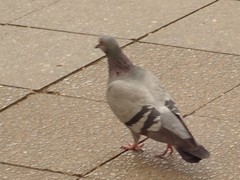 Columba livia domestica