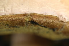 Caloboletus radicans