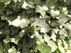 Hedera helix