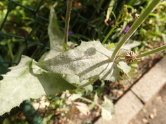 Sonchus oleraceus