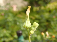 Sonchus oleraceus