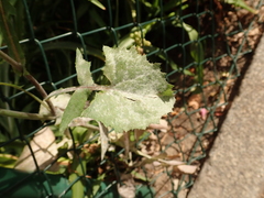 Sonchus oleraceus
