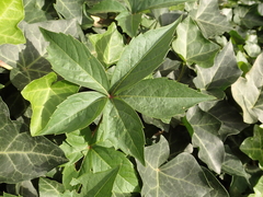 Parthenocissus quinquefolia