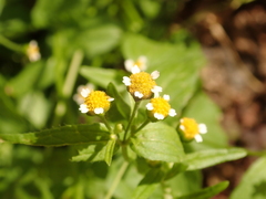 Galinsoga parviflora