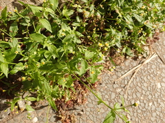 Galinsoga parviflora