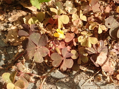 Oxalis corniculata