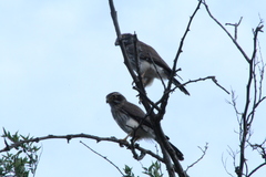 Spiziapteryx circumcincta