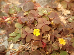Oxalis corniculata