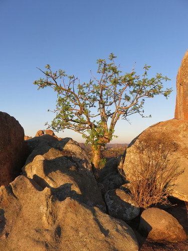 Image of Commiphora marlothii by no rights reserved
