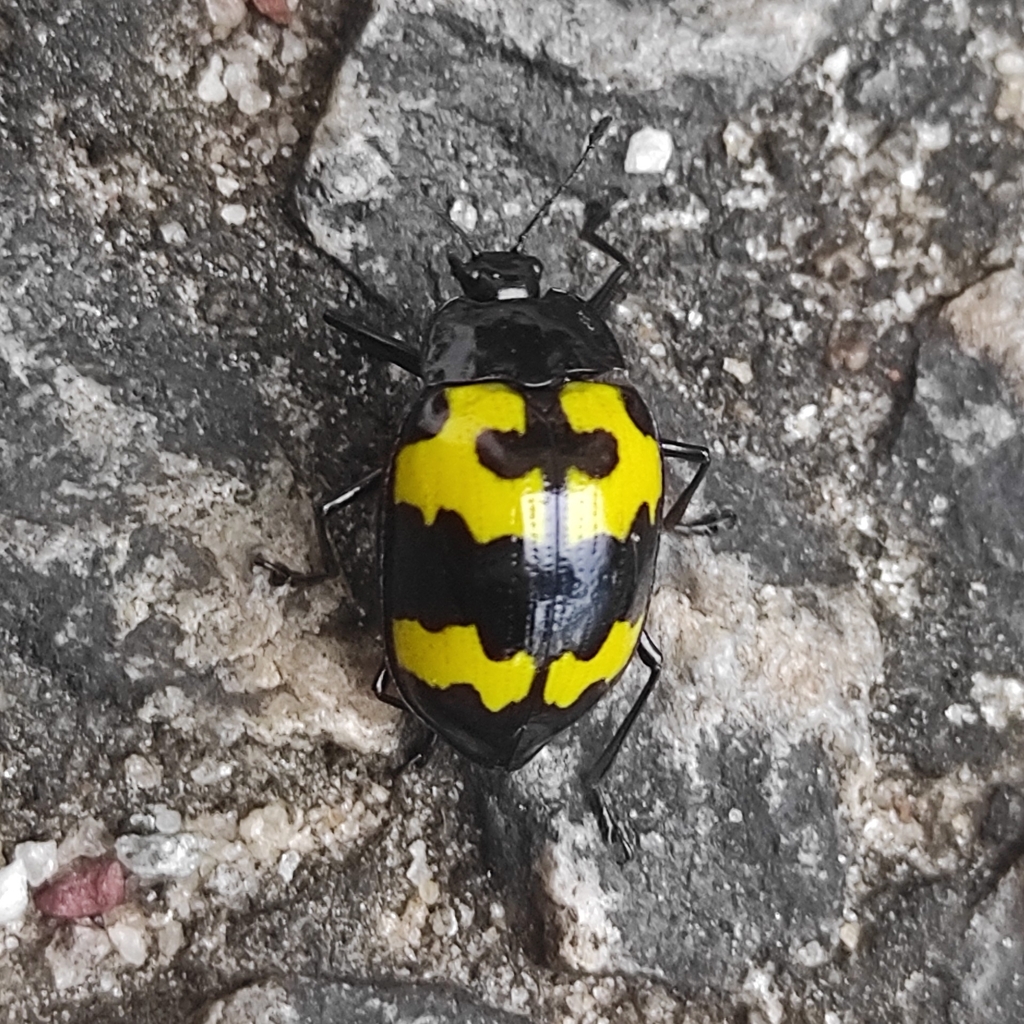 Oligocorynus indicus