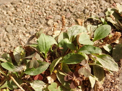 Plantago major