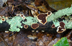 Scytinostroma artocreas