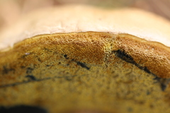 Caloboletus radicans