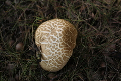 Caloboletus radicans