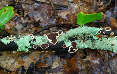 Scytinostroma artocreas