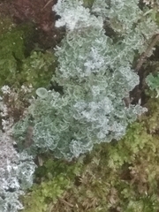 Cladonia deformis