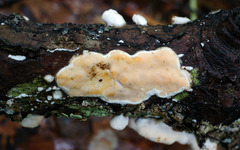 Scytinostroma artocreas