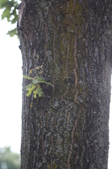 Caloboletus radicans