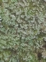 Cladonia deformis