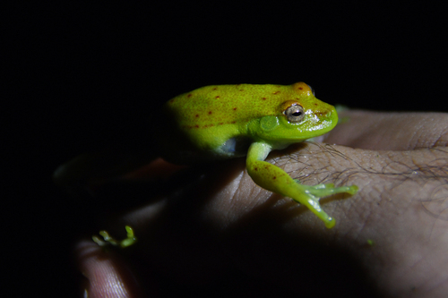 Dotted Treefrog, Boana punctata