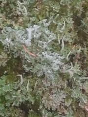 Cladonia deformis