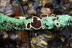 Scytinostroma artocreas