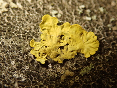 Xanthoria parietina