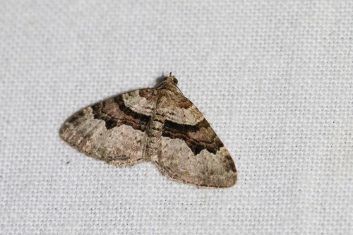 Flame Carpet, 5855 Well, Nederland, photo 9 of 10