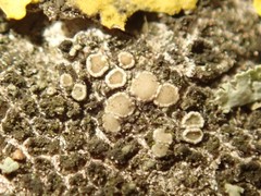 Lecanoromycetes