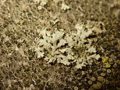 Phaeophyscia orbicularis