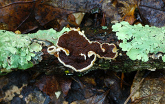 Scytinostroma artocreas