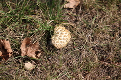 Caloboletus radicans